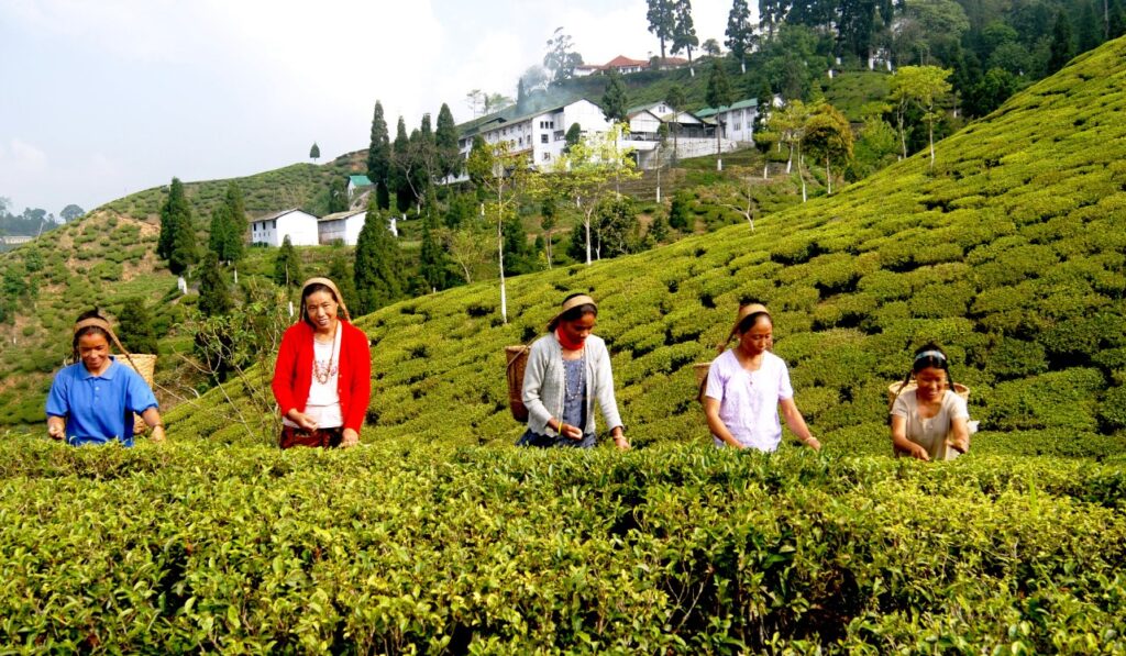 darjeeling tea industry