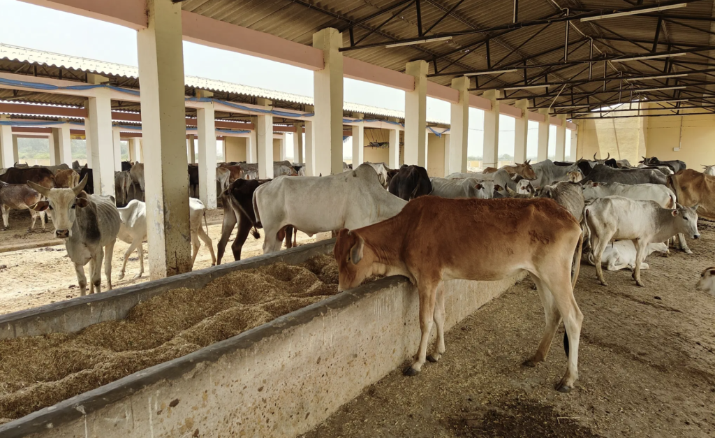 Amethi's Cow Dung Paint Will Be Featured in Expo Mart, Noida 'UP International Trade Show' Read Everything Here