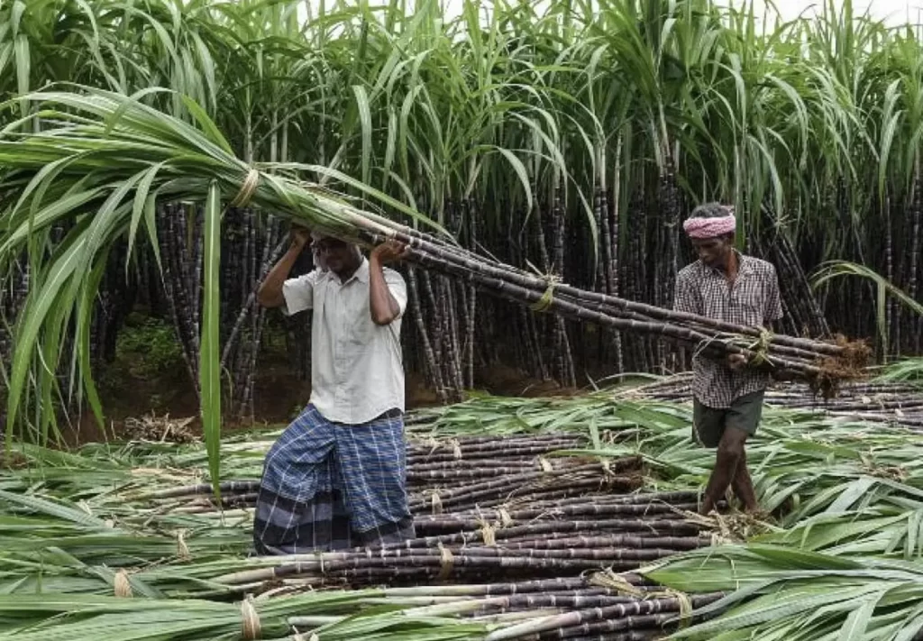 Sugarcane Price Hiked By Rs 11 per Quintal: Punjab CM Bhagwant Mann