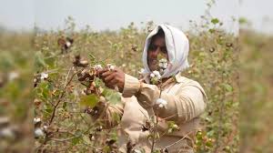 Ministry of Textiles Leads Post-Budget Webinar on 'Mission for Cotton Productivity'
